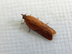 Constrictana constrictana