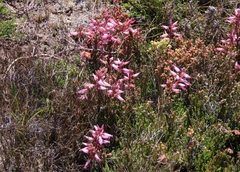 Erica irrorata