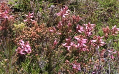 Erica irrorata