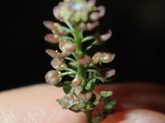Lepidium africanum