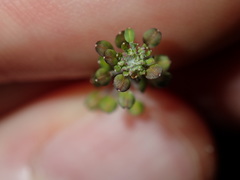Lepidium africanum
