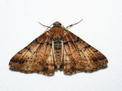 Cryphaea xylina