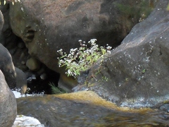 Ageratina riparia