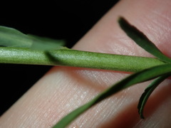 Lepidium africanum