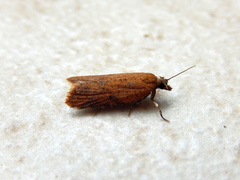 Constrictana constrictana