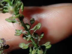 Lepidium africanum