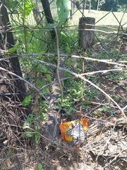 Thelotornis capensis