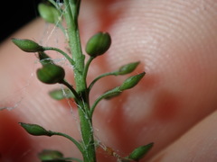 Lepidium africanum
