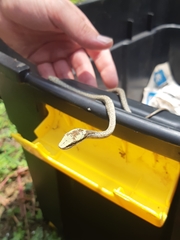 Thelotornis capensis