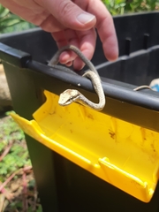 Thelotornis capensis