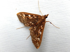 Ischnurges illustralis