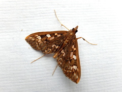 Ischnurges illustralis
