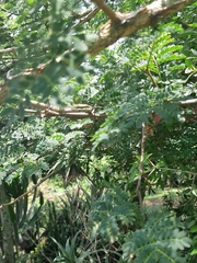 Thelotornis capensis