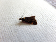 Heliothela ophideresana