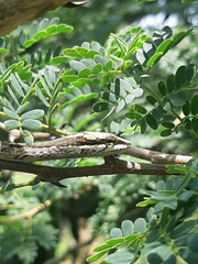 Thelotornis capensis