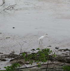 Egretta thula