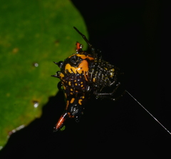 Gasteracantha westringi