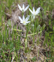 Ornithogalum sintenisii