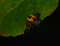 Gasteracantha westringi