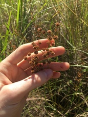Juncus microcephalus