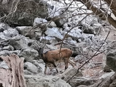 Capra hircus cretica