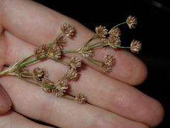 Juncus microcephalus