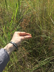 Juncus microcephalus