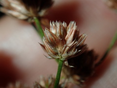Juncus microcephalus