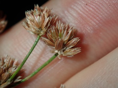 Juncus microcephalus