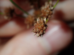 Juncus microcephalus