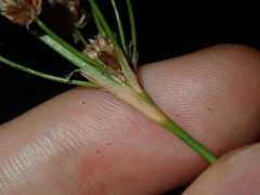 Juncus microcephalus