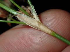 Juncus microcephalus