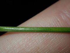 Juncus microcephalus