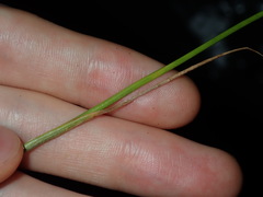 Juncus microcephalus