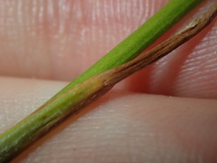 Juncus microcephalus