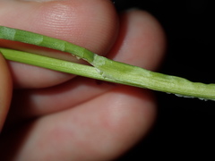 Juncus microcephalus