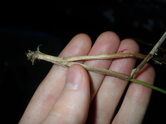 Juncus microcephalus