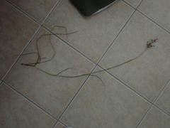 Juncus microcephalus