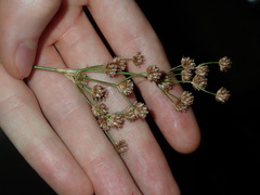 Juncus microcephalus