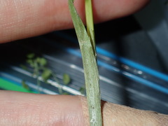 Juncus microcephalus