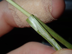 Juncus microcephalus