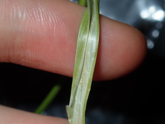 Juncus microcephalus