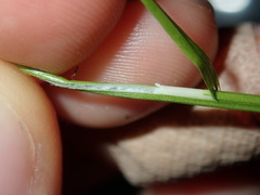 Juncus microcephalus