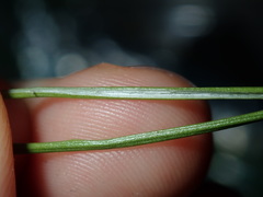 Juncus microcephalus