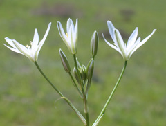 Ornithogalum sintenisii