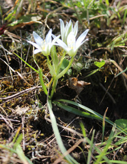 Ornithogalum sintenisii