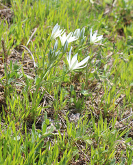 Ornithogalum sintenisii
