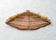Loxotephria padanga