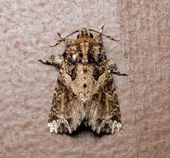 Callopistria scriptiplena