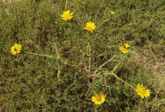 Asteriscus graveolens